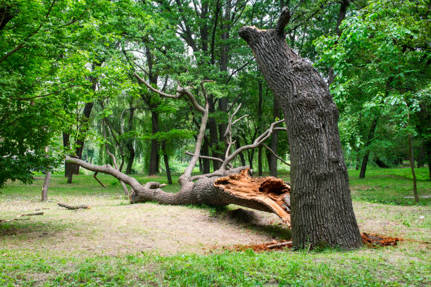 Professional Tree Care in Silsbee, TX