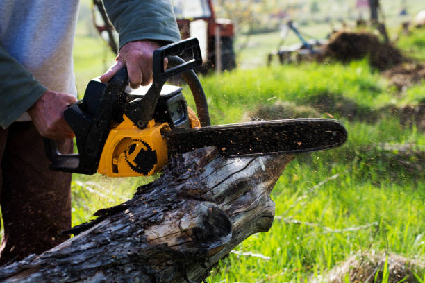 Best Storm Damage Tree Cleanup  in Silsbee, TX
